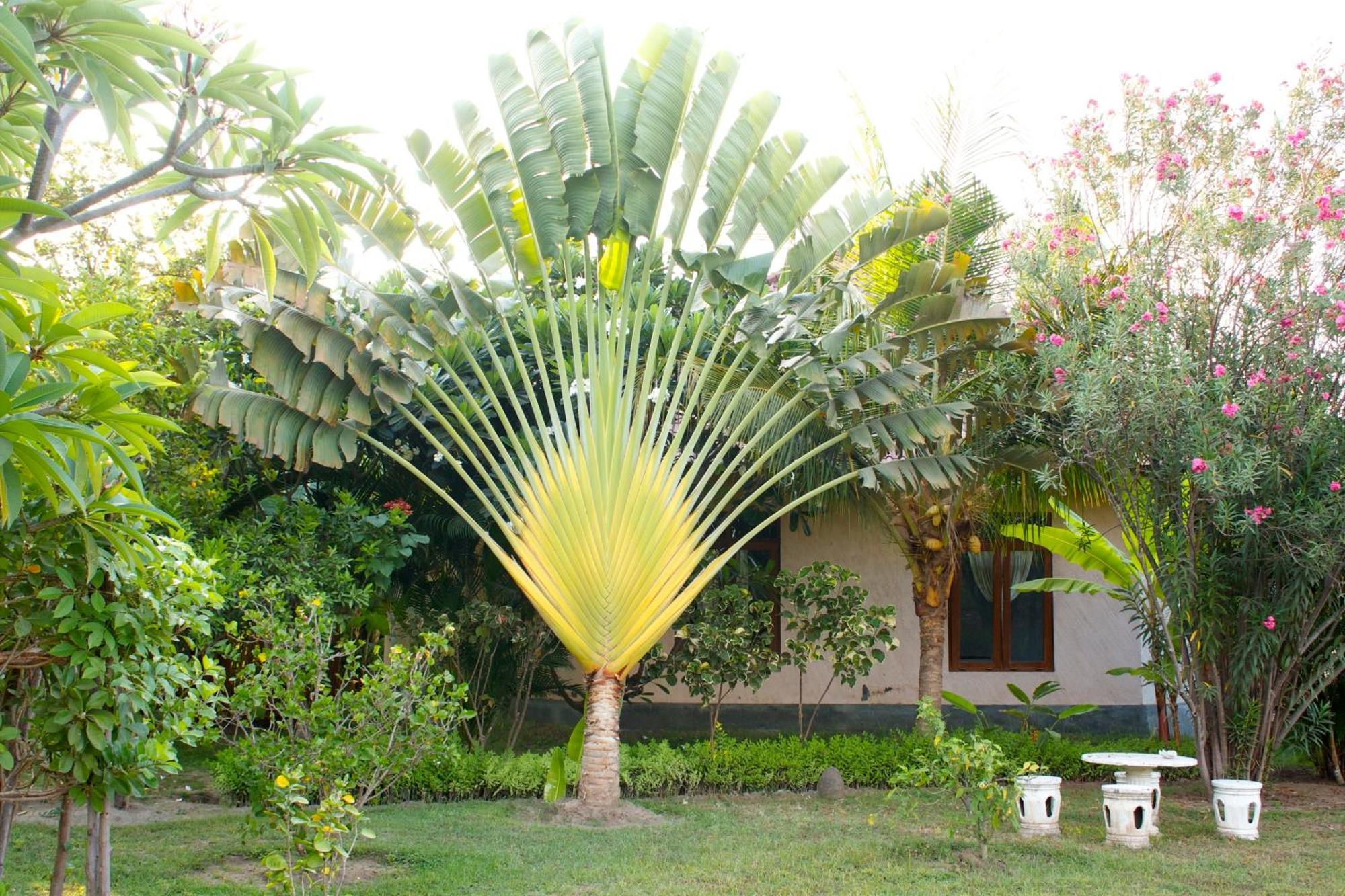 Bali Oase Resort بيموتيران المظهر الخارجي الصورة